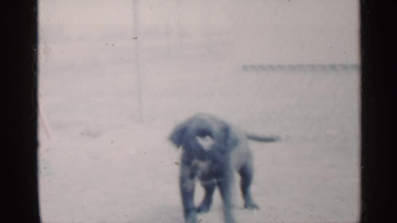 Small dark puppy standing on snowy ground near a house.