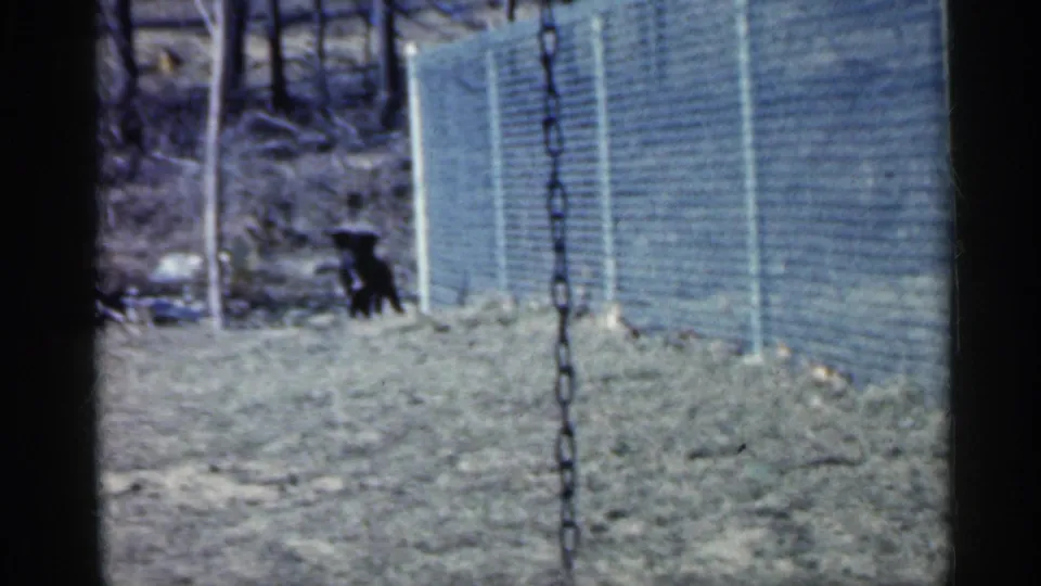 1959 Indiana frame showing a black dog by a fence, with a swing chain crossing the home-movie view.
