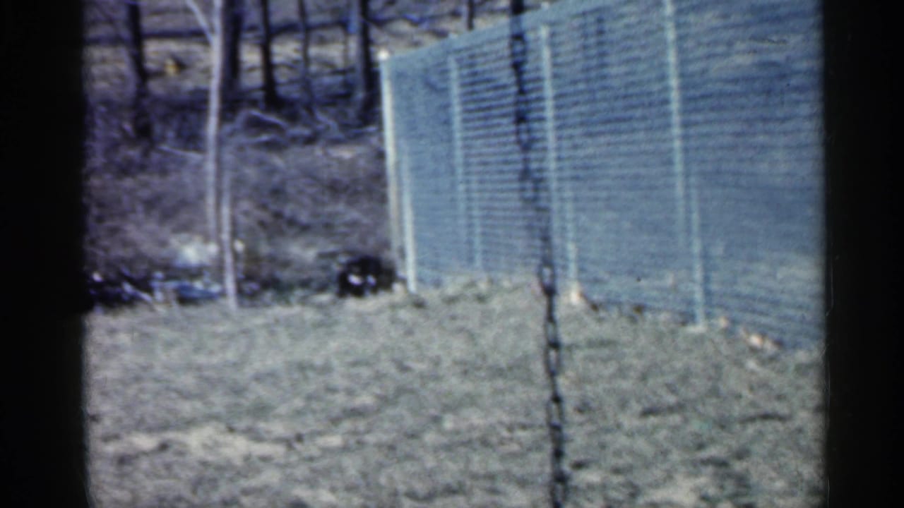 Grassy yard with chain-link fence, bare trees, swing chain, and a small dark animal near the fence.