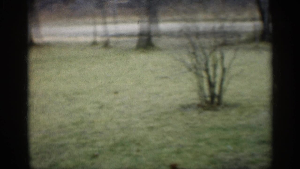 Grassy yard with bare trees and shrubs seen through soft 8mm framing.