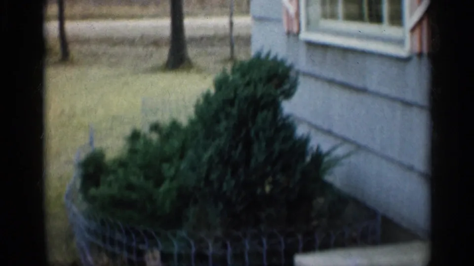 1959 Indiana home-movie frame with an evergreen shrub near the house wall, below a window with pink shutters.