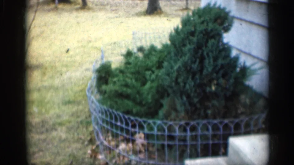 1959 Indiana exterior detail of evergreen shrubs enclosed by wire garden fencing beside the house.
