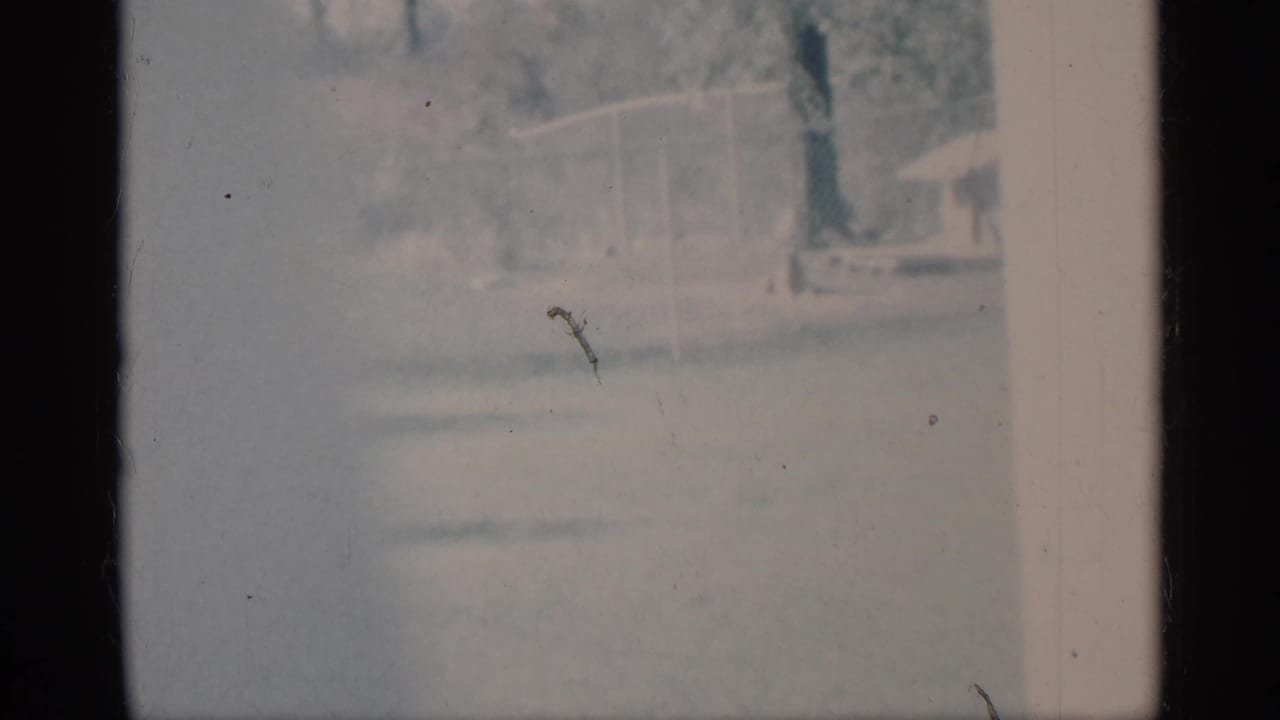 Soft 8mm exterior frame from rural Michigan showing a lawn, tree trunk, and possible house or porch details.