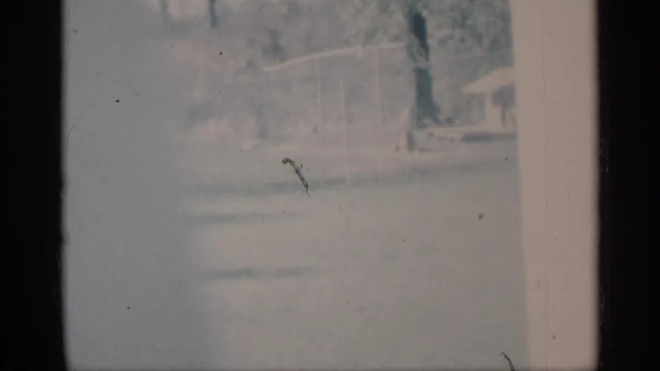 Soft 8mm exterior frame from rural Michigan showing a lawn, tree trunk, and possible house or porch details.