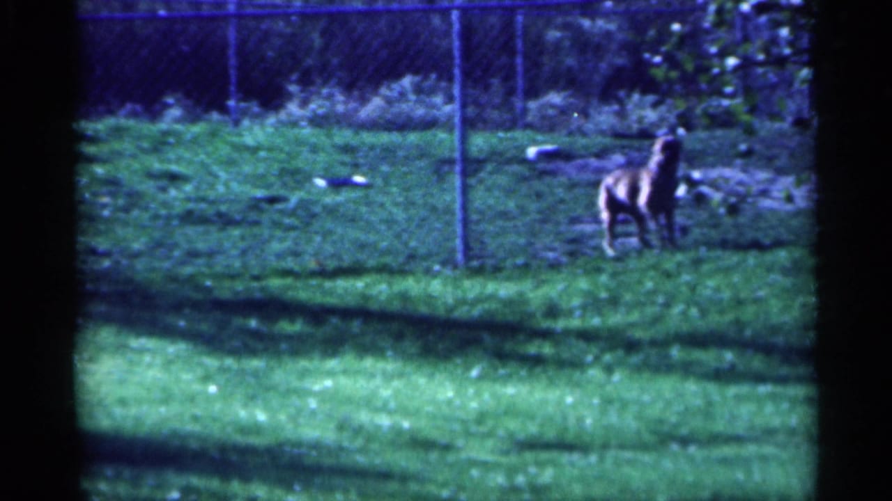 Dog near a chain-link fence on a grassy lawn.