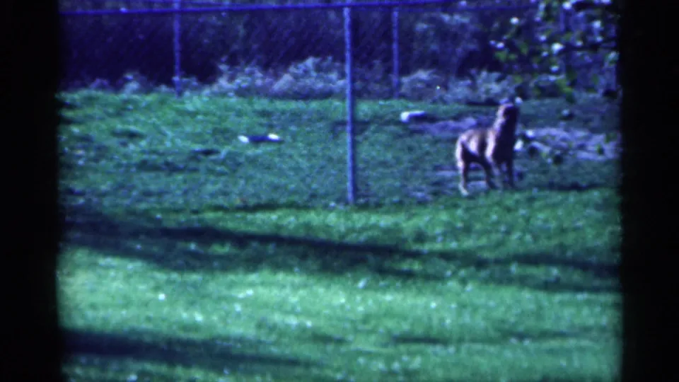 1959 Michigan 8mm frame showing a dog near a chain-link fence on a sunlit grassy lawn with shrubs behind it.