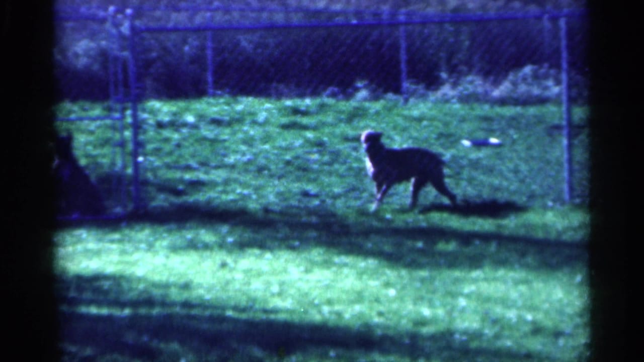 1959 Michigan home-movie frame with a dog moving across a lawn in front of a chain-link fence.