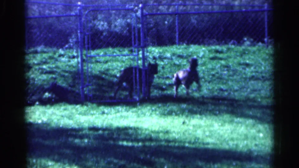 1959 Michigan 8mm frame showing two dogs close to a chain-link gate on a green lawn.