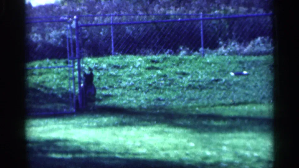 1959 Michigan home-movie frame with a dog partly visible near a chain-link gate beside an open grassy area.