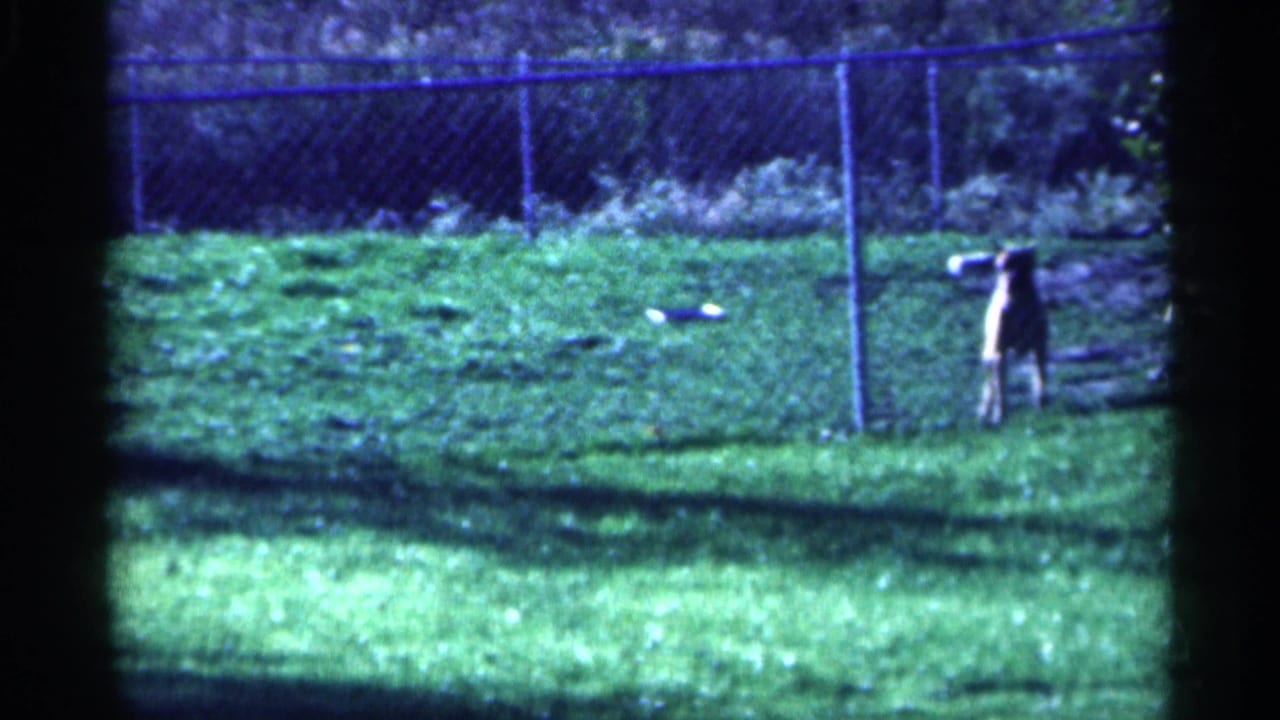 Two dogs stand apart in a grassy fenced yard under bright sunlight.