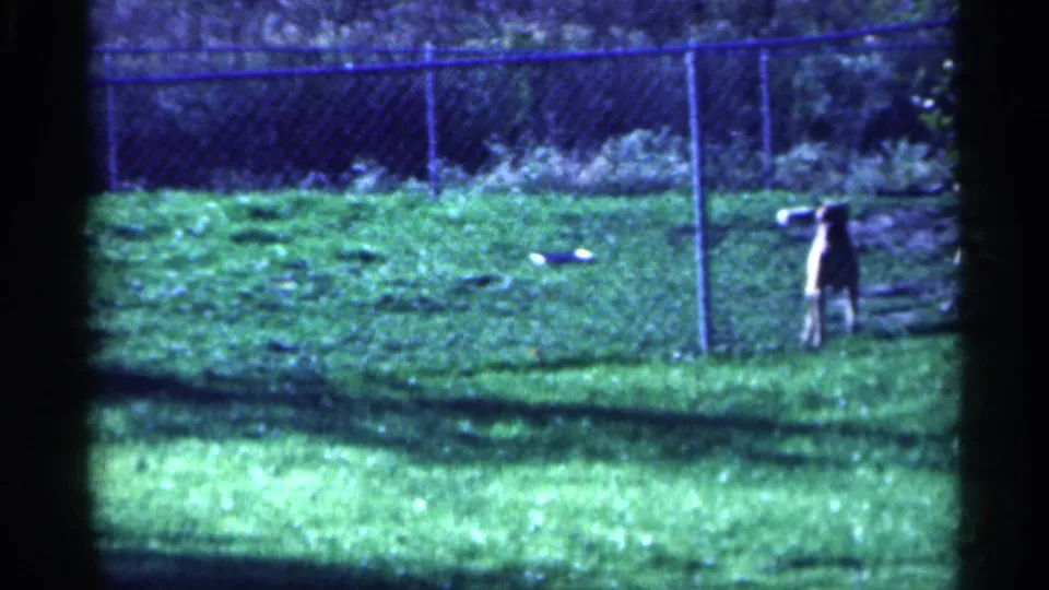 1959 Michigan 8mm frame showing two dogs in a sunlit grassy yard behind a chain-link fence.