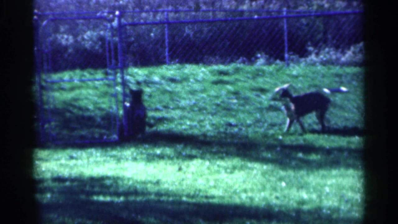 A light-colored dog runs across the grass near a chain-link fence.