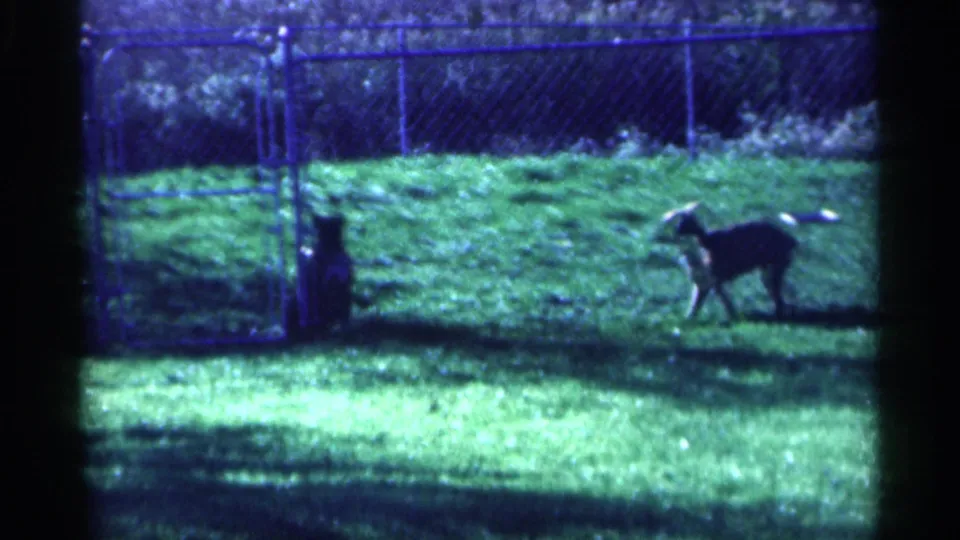1959 Michigan 8mm frame with one dog moving across a sunny lawn beside a chain-link fence and gate.