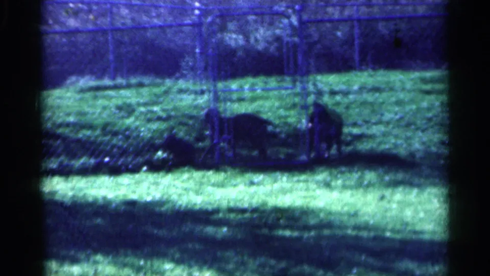 1959 Michigan 8mm frame showing two dogs near a chain-link fence in a shaded, grassy backyard.