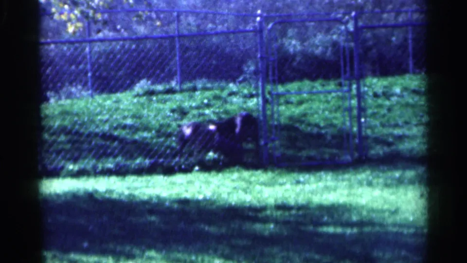 1959 Michigan 8mm frame with a dog bending near the grass by a chain-link fence in bright outdoor light.