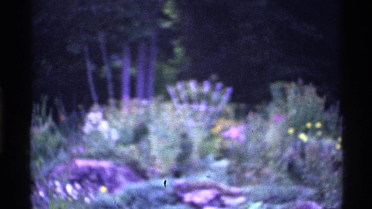 Soft-focus garden with purple and yellow wildflowers, shrubs, and trees.