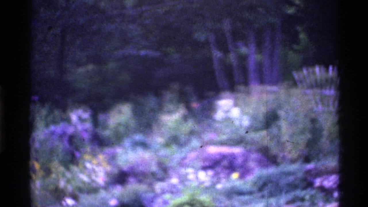 Blurred garden bed with purple flowers, greenery, and trees behind it.