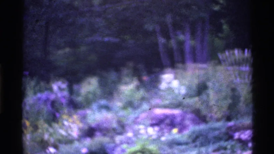 1969 Ohio Super 8 frame with a blurred garden bed, purple flowers, low greenery, and darker trees beyond the planted area.