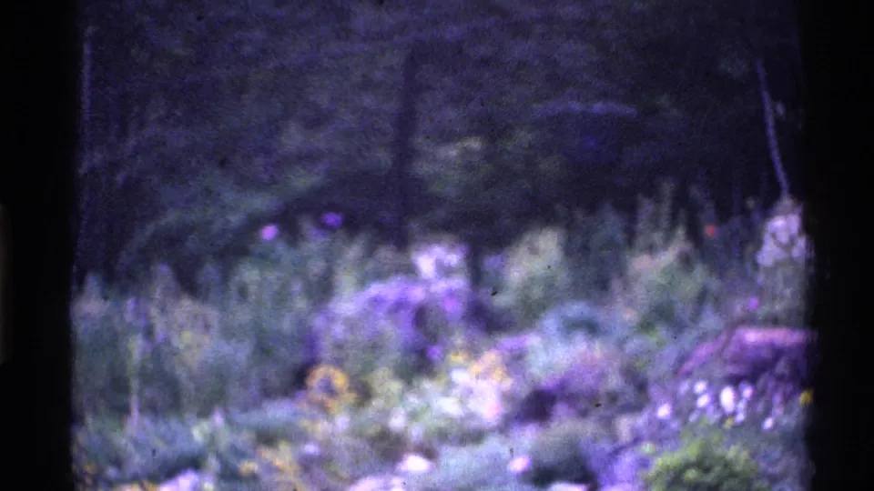 1969 Ohio Super 8 frame showing a grainy, purple-cast view of wildflowers, shrubs, and taller garden growth beneath shaded trees.