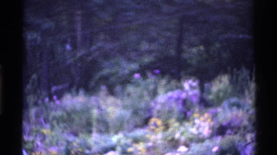 1969 Ohio Super 8 frame with purple-cast garden foliage, scattered flowers, dense shrubs, and tree trunks in the background.