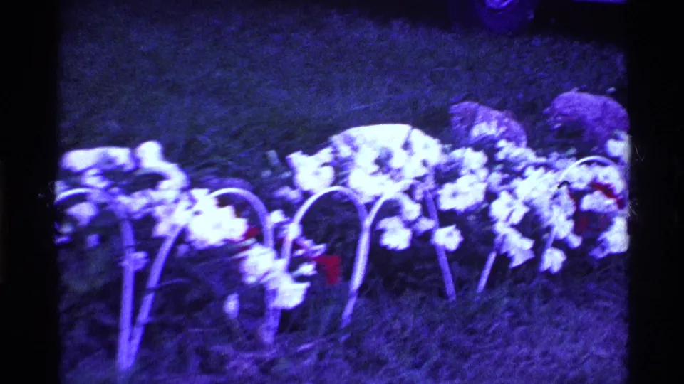 Purple-tinted 1969 Ohio 8mm frame showing a flower bed with white blossoms, red accents, grass, and metal trellises.