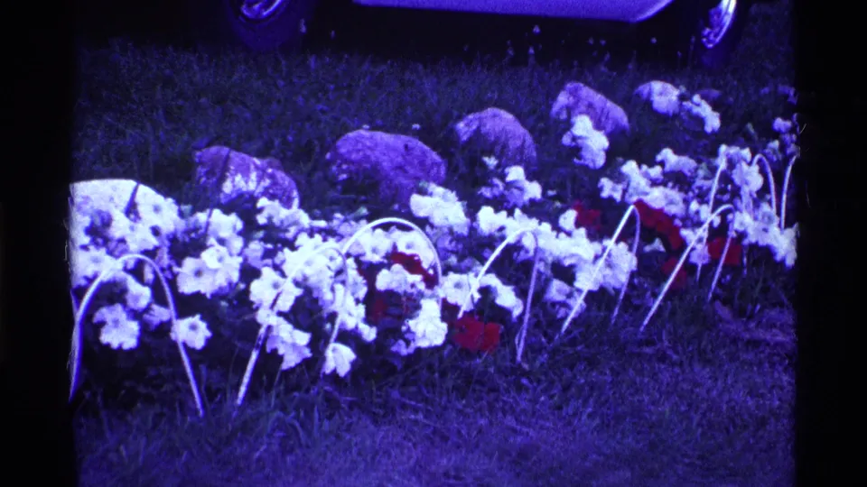 1969 Ohio home-movie frame of a blooming garden bed with white flowers, curved trellises, grass, and a partial car behind it.