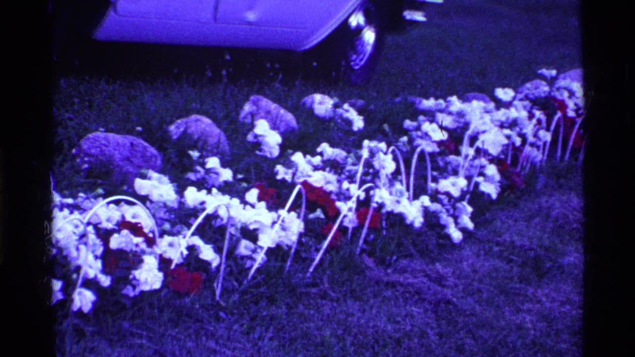 White and red flowers in a grassy yard with part of a light-colored car at the top of frame.