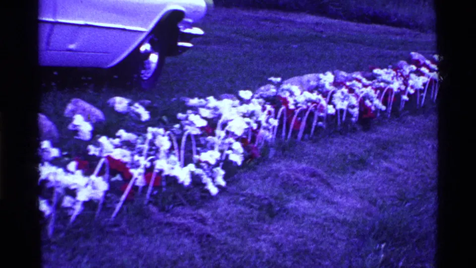 A 1969 Ohio home-movie frame shows a row of flowers in a yard with a classic car partly visible behind them.