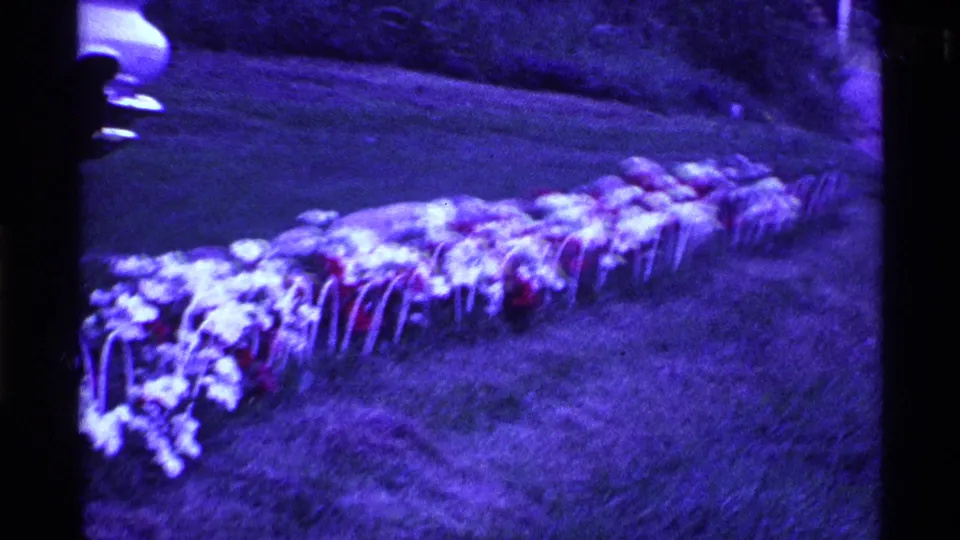 A soft, purple-shifted 8mm frame captures the garden row during the pan, with flowers streaking across the grass.