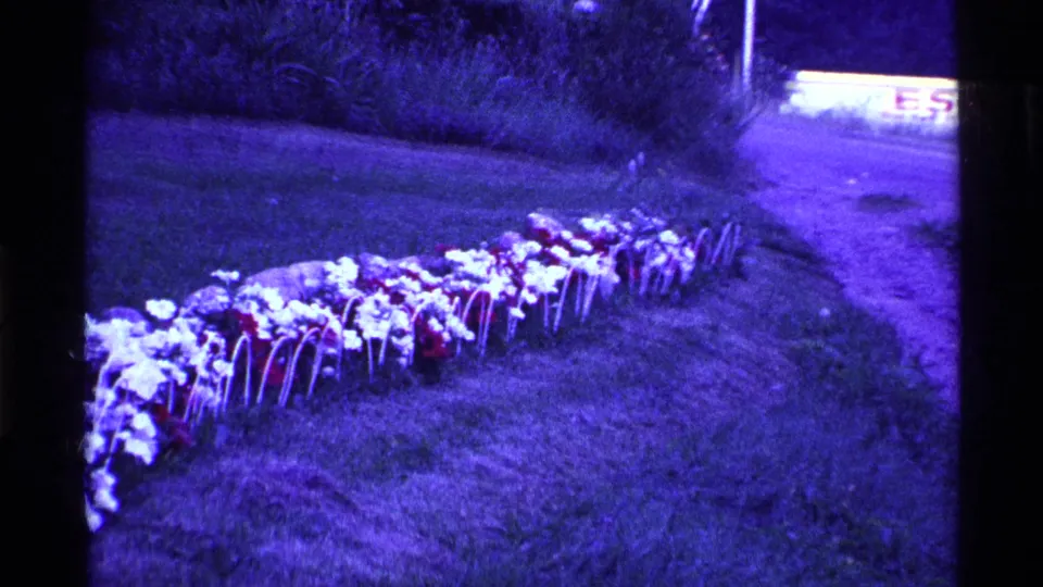 The final 1969 Ohio frame shows the flower bed stretching across the lawn, with heavy purple light leak and a partial roadside detail.