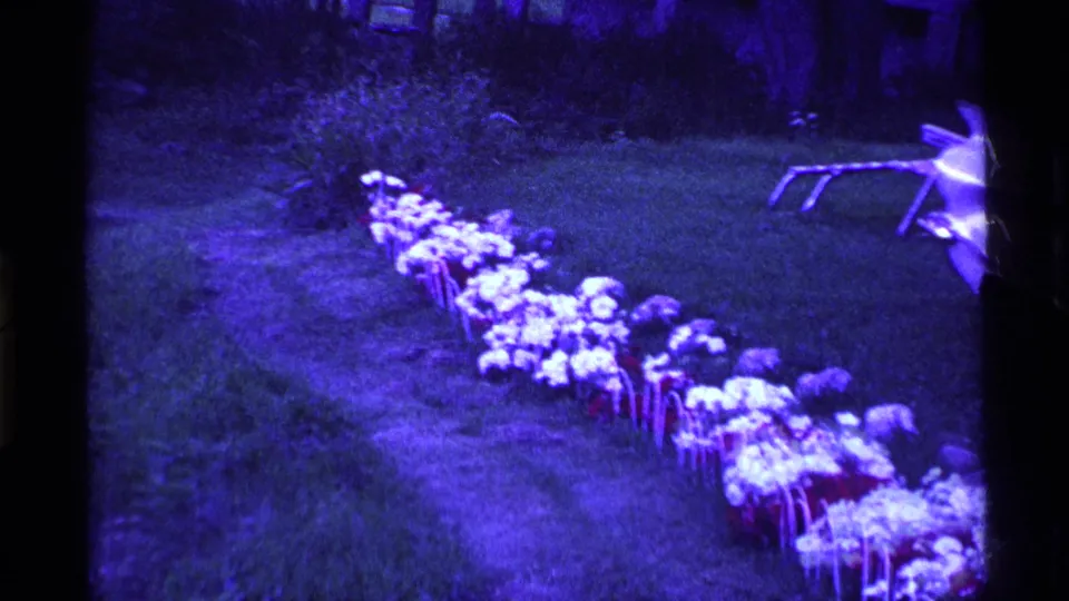 Rows of artificial flowers continue through an Ohio yard, with foliage and a pale yard object visible near the right edge.