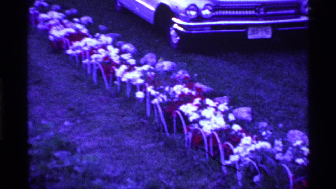 Vintage white sedan parked beside a long row of cemetery flowers on grass.