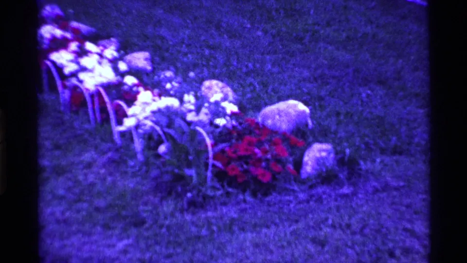 1969 Ohio home-movie frame focused on grave-side flowers, red blooms, metal holders, and rounded stones in grass.