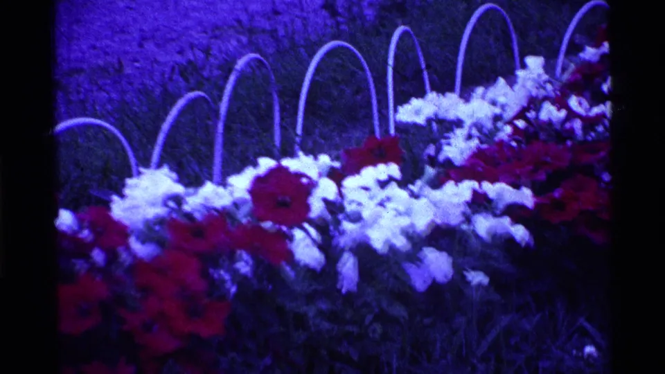 1969 Ohio home-movie garden close-up with red and white flowers, curved edging, and a partly visible person at the frame edge.