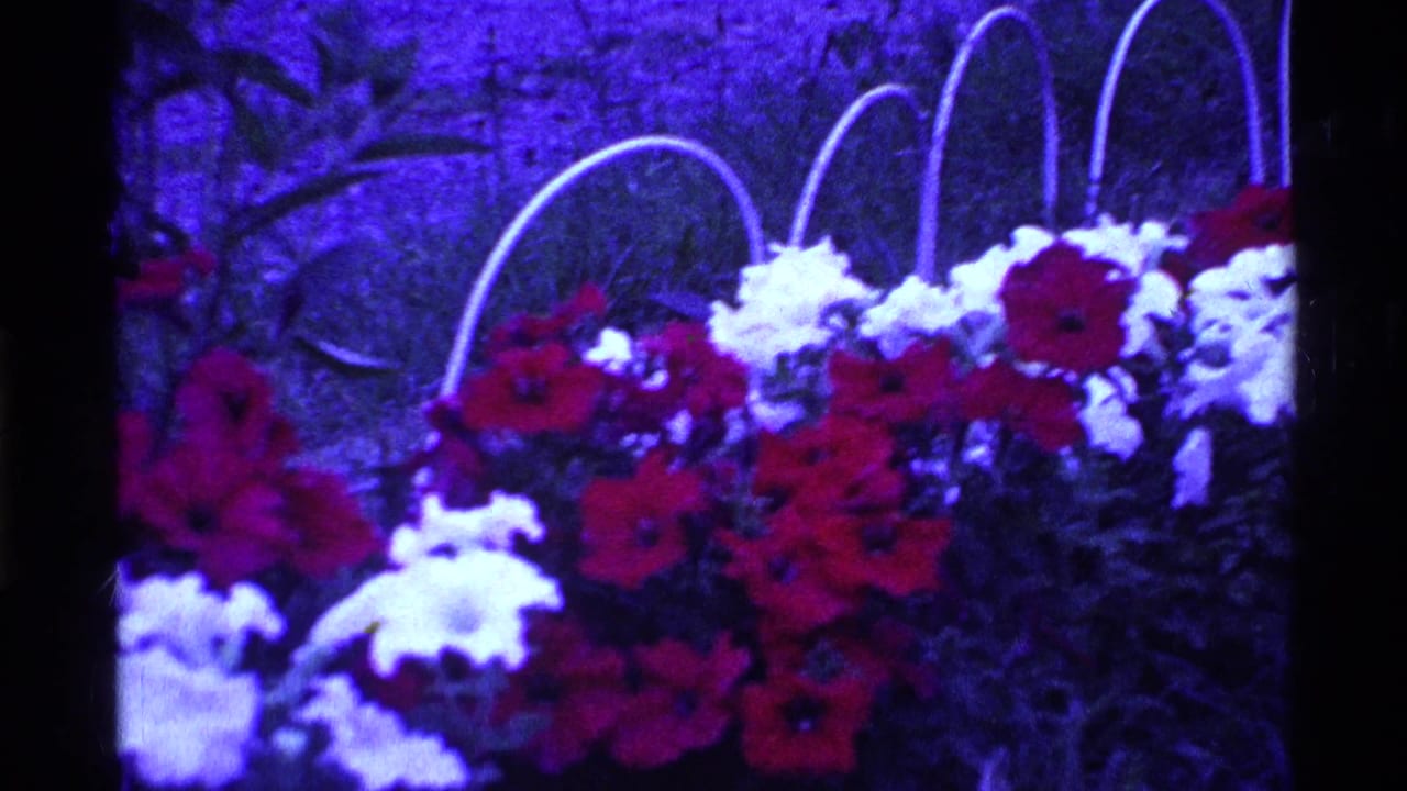 Red and white flowers in hanging baskets with pale arched handles.