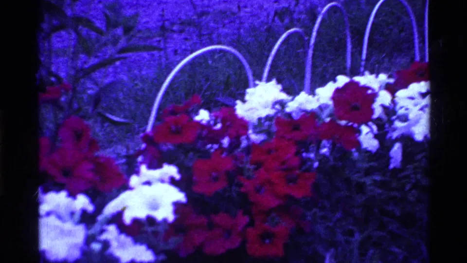1969 Ohio 8mm frame showing red and white petunias in hanging baskets with pale arching handles.