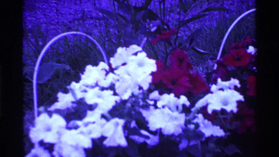 White and red flowers appear in a purple-blue 8mm frame with curved hanging basket handles behind them.
