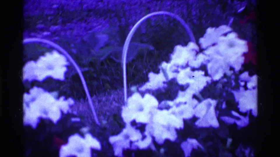 Ohio home-movie frame from 1969 showing white petunias and pale basket handles against grass and foliage.