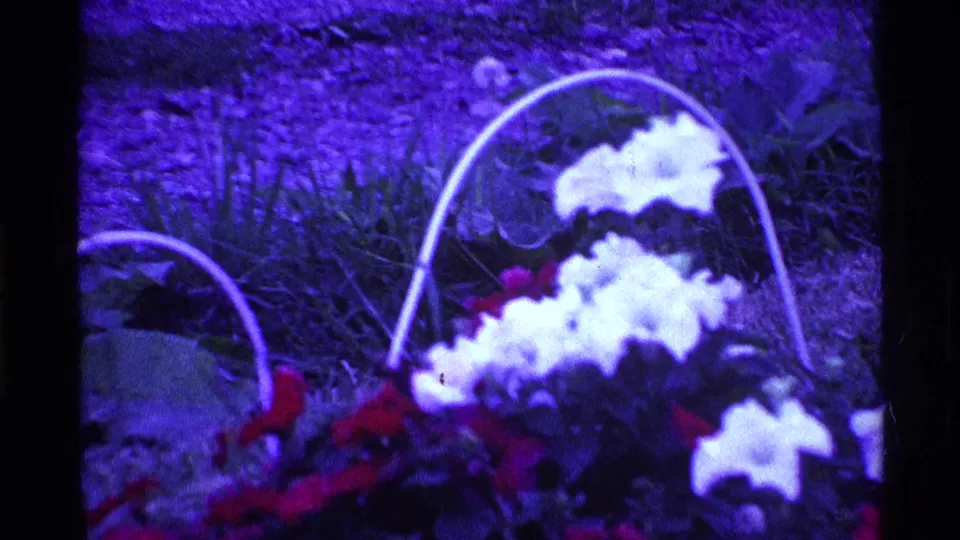 Final 8mm frame of the pan shows white and red hanging-basket flowers with pale handles over a grassy background.