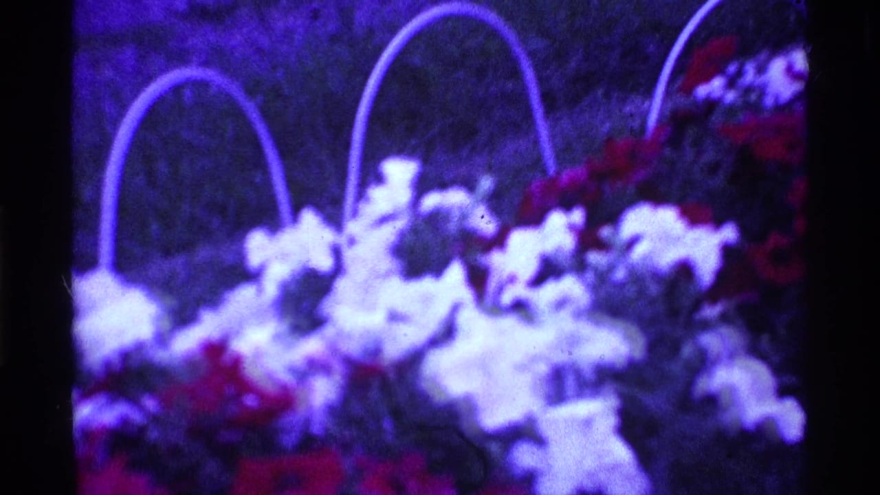 White and red flowers in hanging baskets against a dark purple garden background.