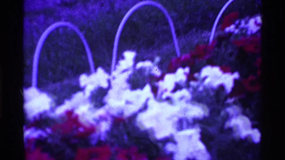 1969 Ohio 8mm frame showing soft-focused white and red hanging-basket flowers with arched wire handles and a strong purple color cast.