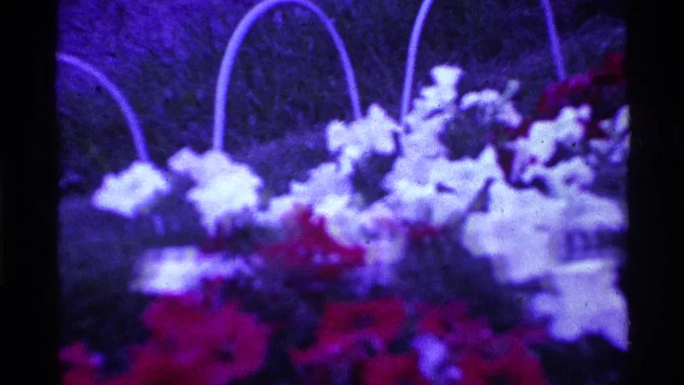 1969 Ohio 8mm frame with white flowers, red blooms, and arched hanging-basket handles seen through soft focus and purple film shift.