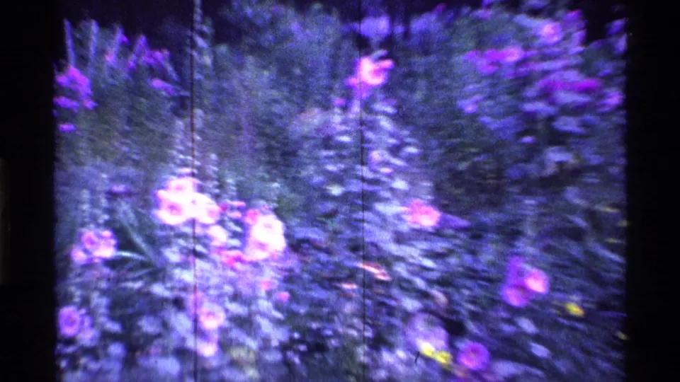 1969 Ohio 8mm frame showing a dense garden bed with tall purple flowers, leafy stems, and motion-softened home-movie texture.