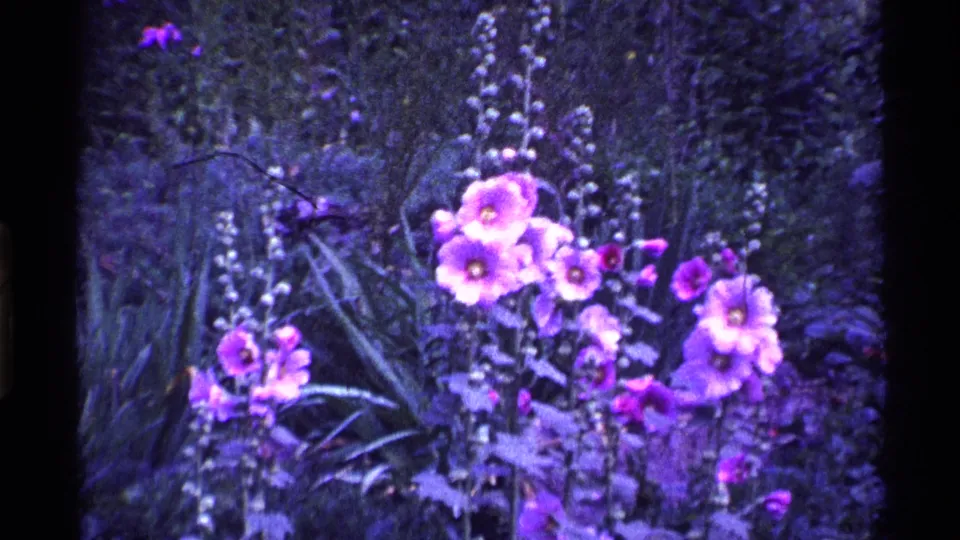1969 Ohio 8mm frame showing purple hollyhock-like blossoms, tall pale stalks, and dense foliage in a home garden.