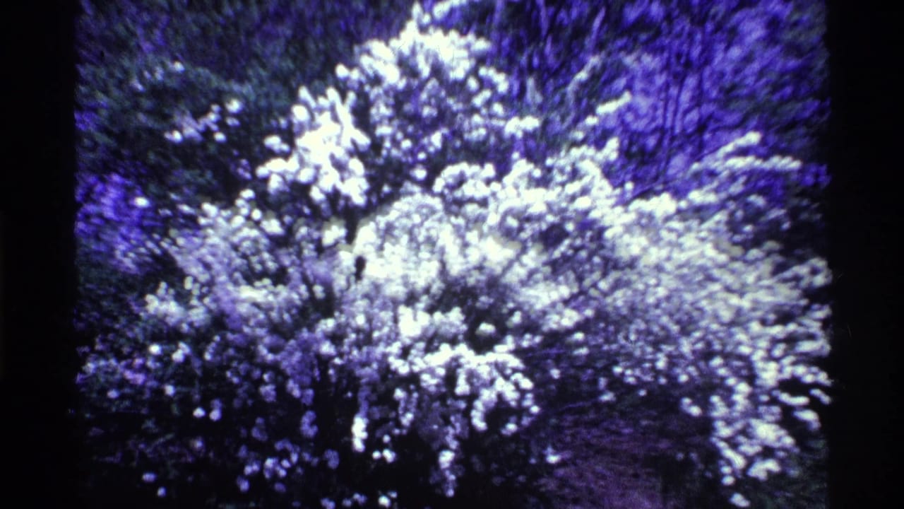 Bright snowy shrub or tree mass against darker winter foliage with heavy purple-blue tint.