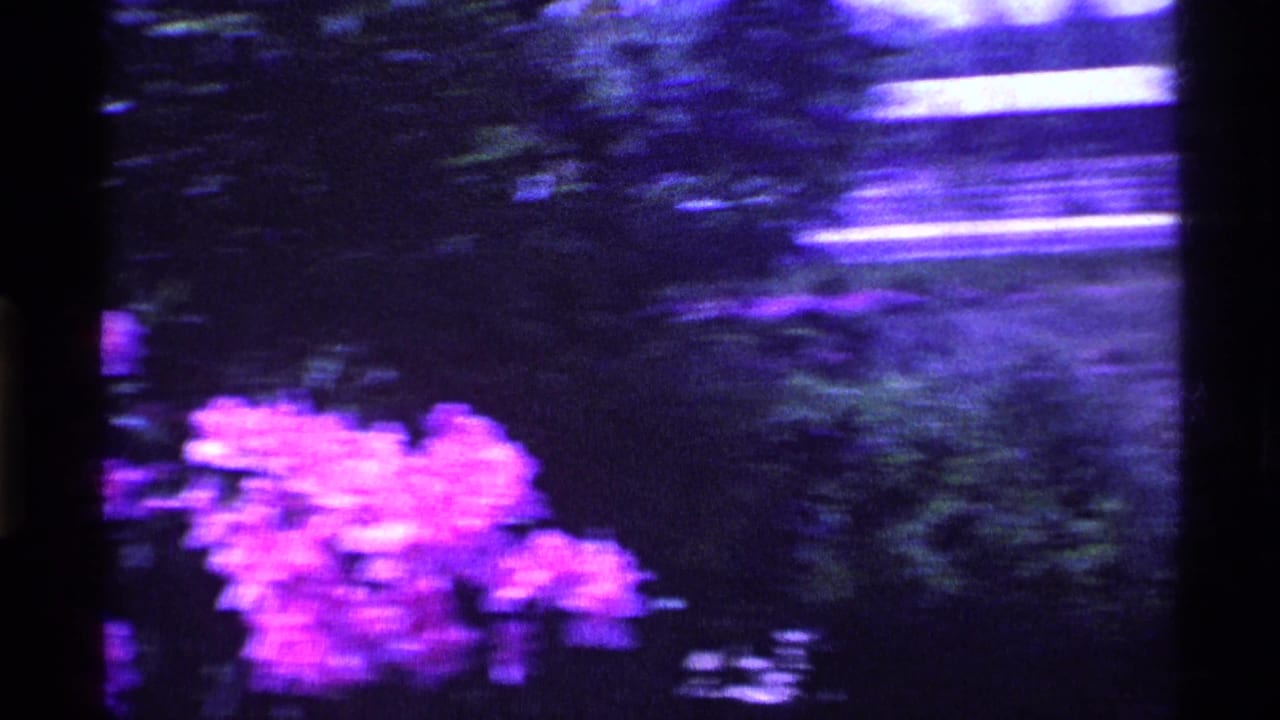 Blurred magenta flowers and dark greenery seen during a handheld pan.