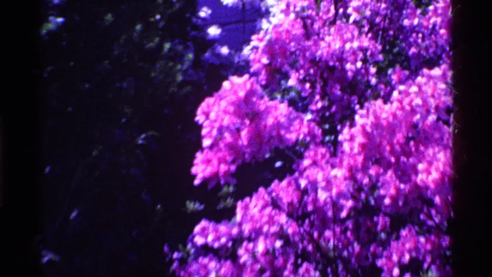 1969 Ohio home-movie frame showing a dense magenta flowering bush set against darker trees and shadowed leaves.