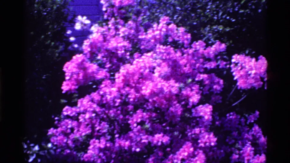 1969 Ohio 8mm frame with a dense shrub of purple-magenta blossoms framed by dark foliage and visible film grain.