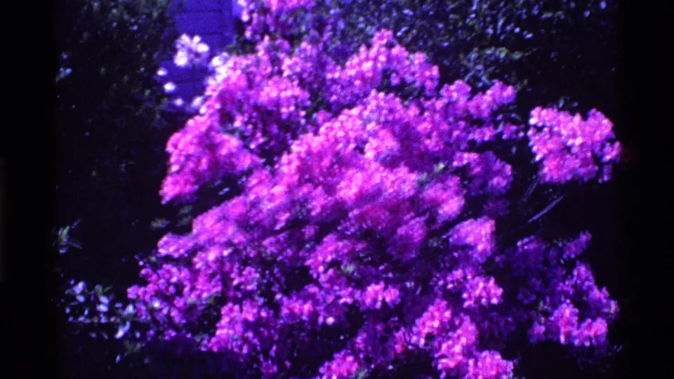 1969 Ohio home-movie frame showing vivid magenta blossoms on a shrub, with dark greenery behind and soft 8mm texture.