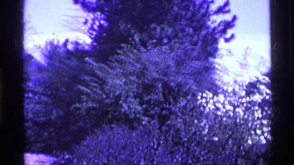 1969 Ohio home-movie view of dense shrubs and trees, with bright sky and visible 8mm frame edges.